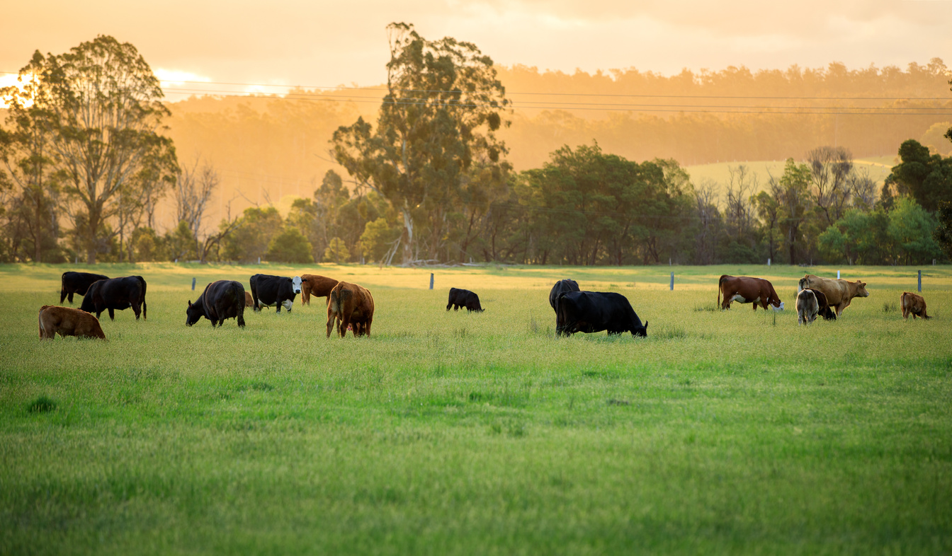Australian cattle farm